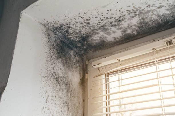 Mold Removal service in Montclair